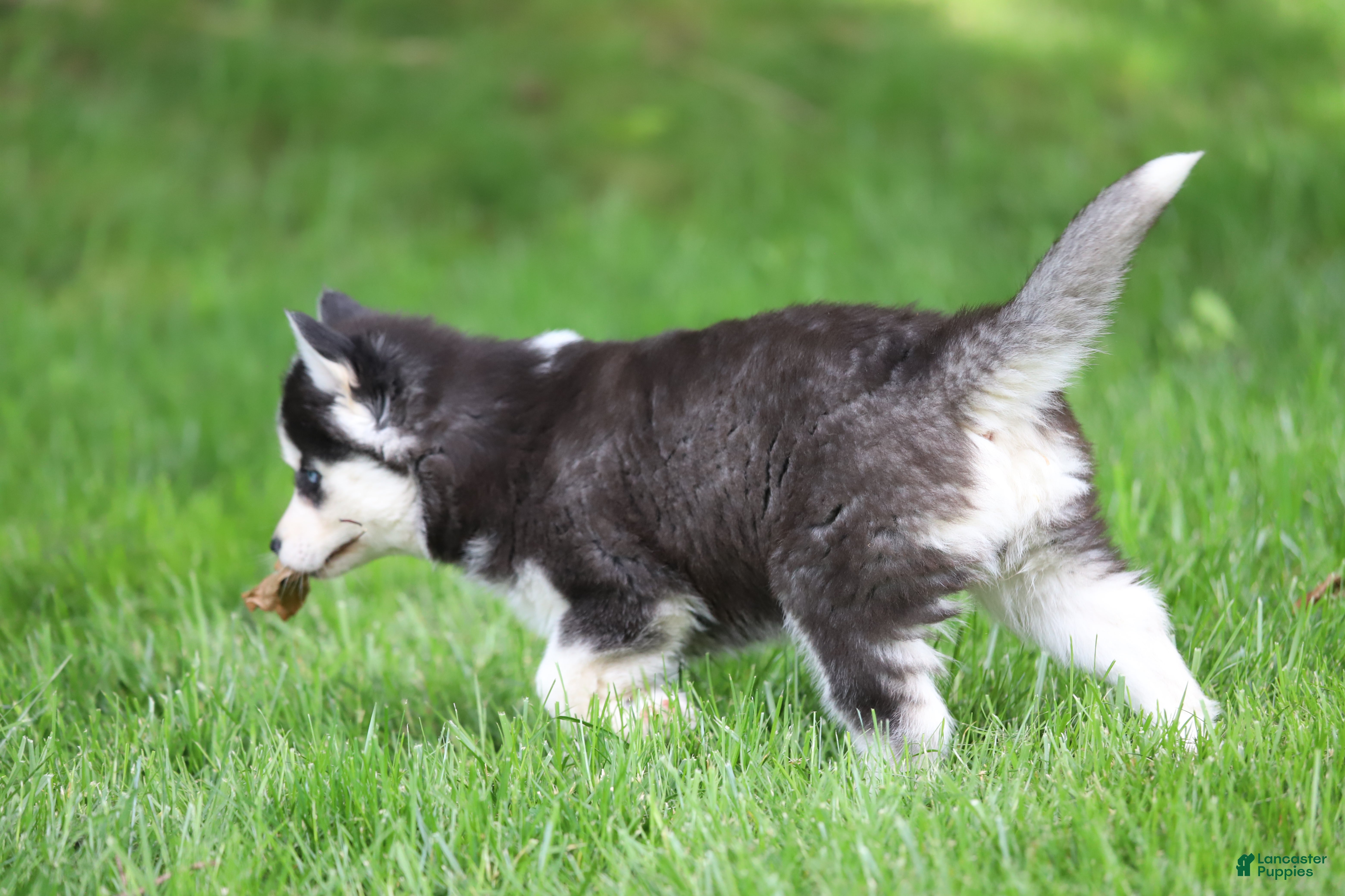 Siberian Husky dogs for sale: Georgia  - Ad 8
