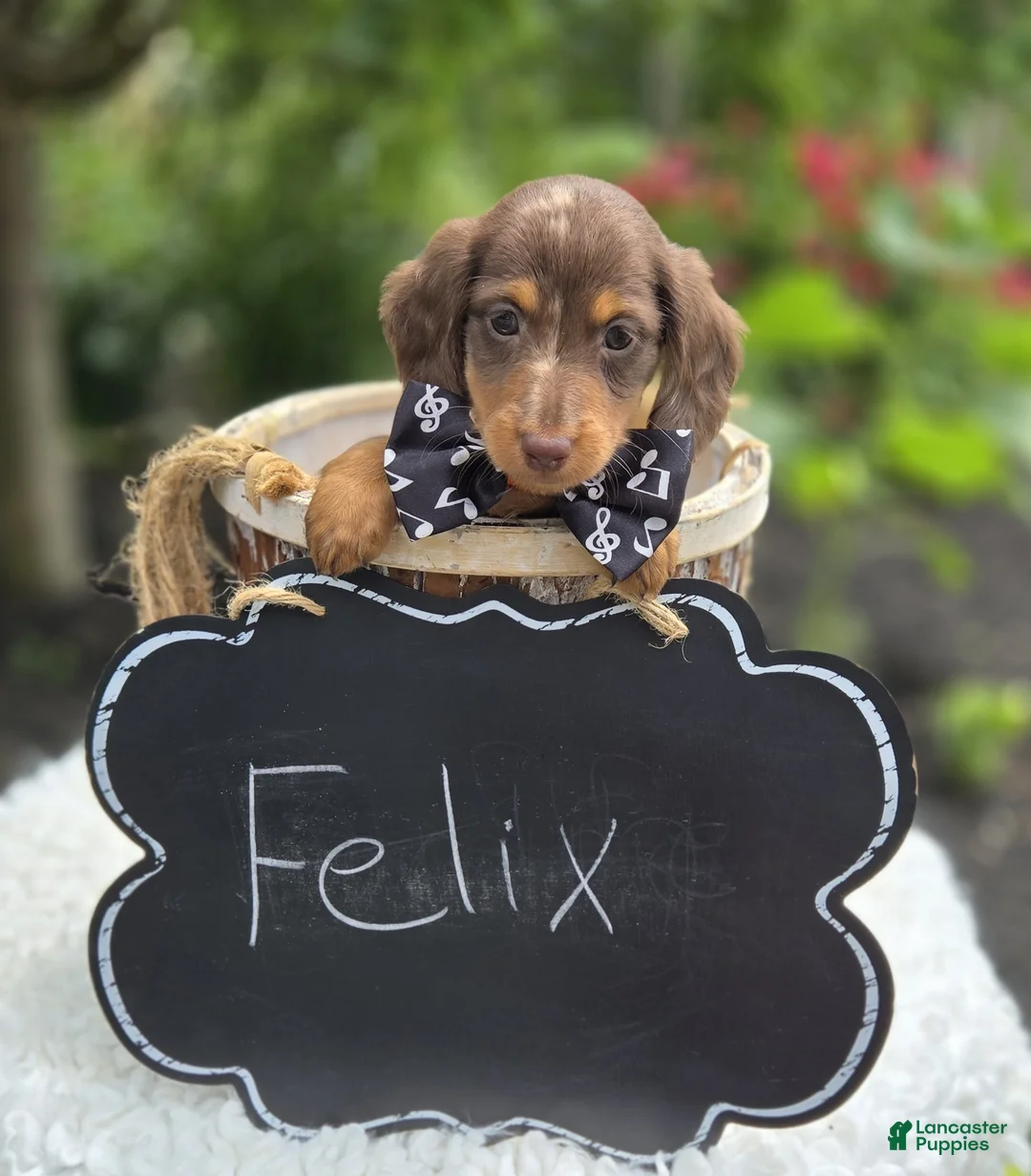 Miniature Dachshund dogs for sale: Felix - Ad 4