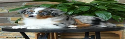 Australian Shepherd dogs for sale: Melody - Ad 5