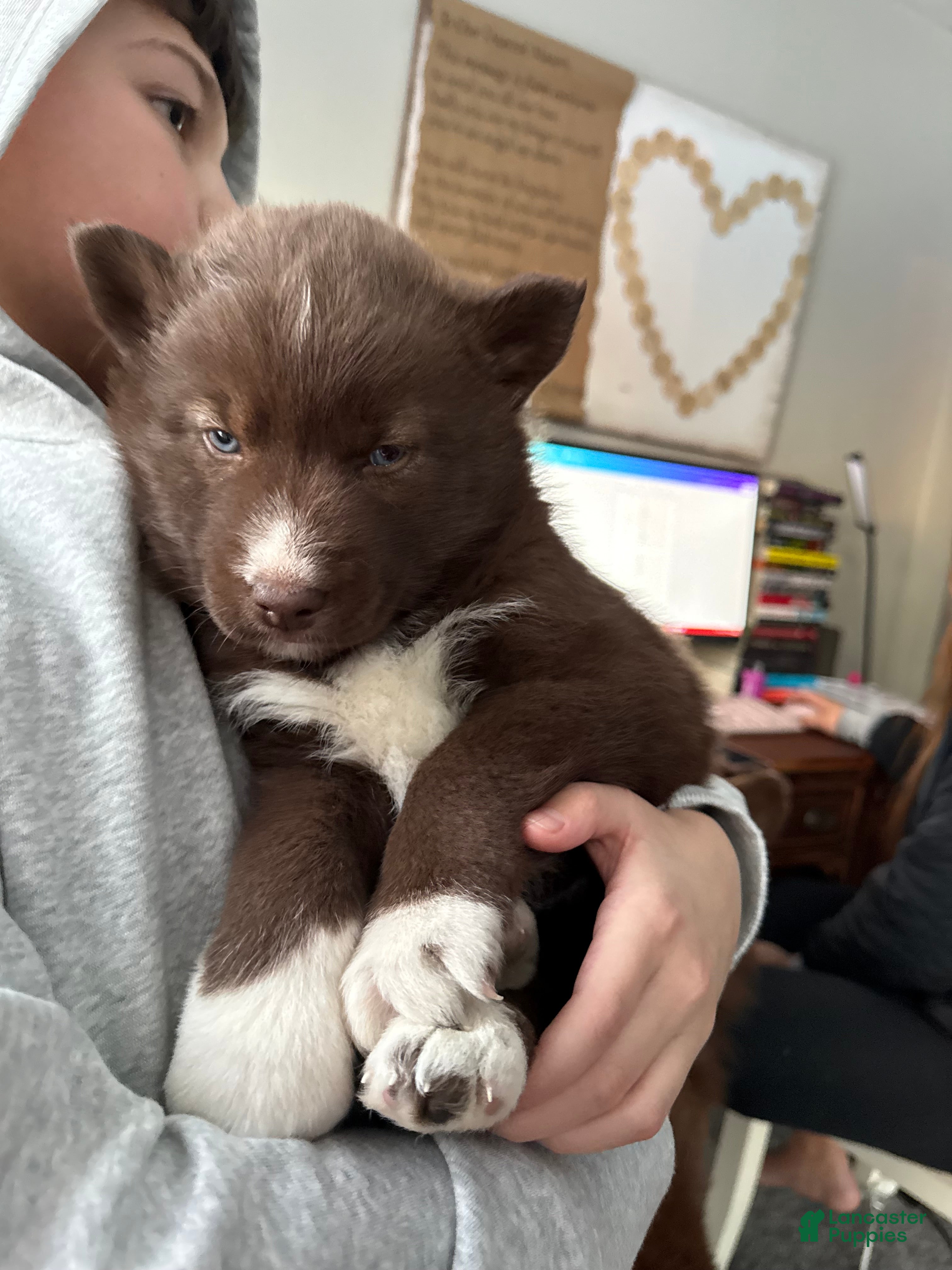 Siberian Husky dogs Nutmeg - Ad 29