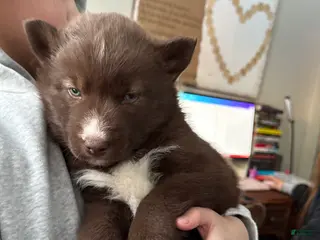 Siberian Husky dogs Nutmeg - Ad 29