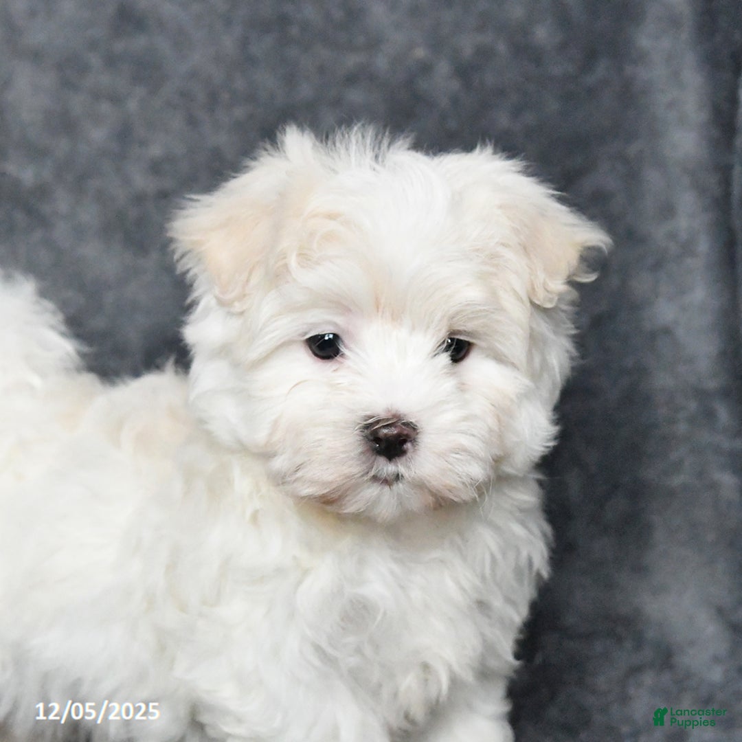 Maltese dogs for sale: James   - Ad 3