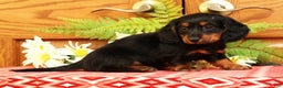 Miniature Dachshund dogs for sale: Darbie - Ad 3