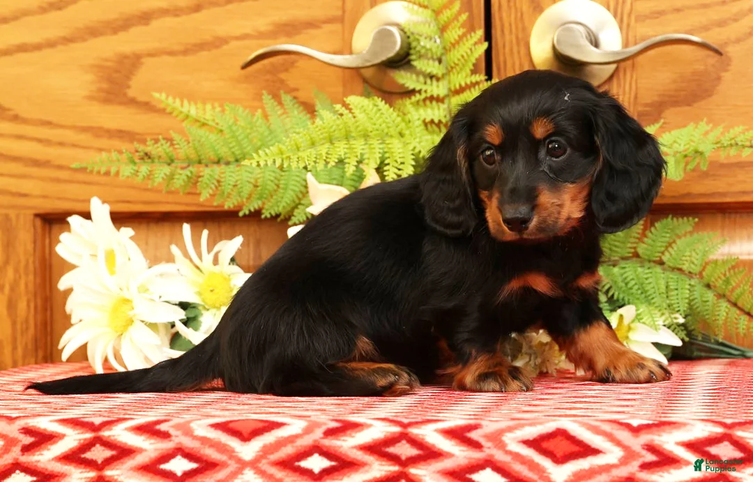 Miniature Dachshund dogs for sale: Darbie - Ad 3