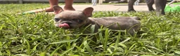 French Bulldog dogs for sale: French Bulldog 1-Peaches - Ad 5