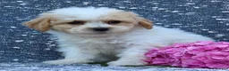 Bichpoo dogs for sale: Babe - Ad 3