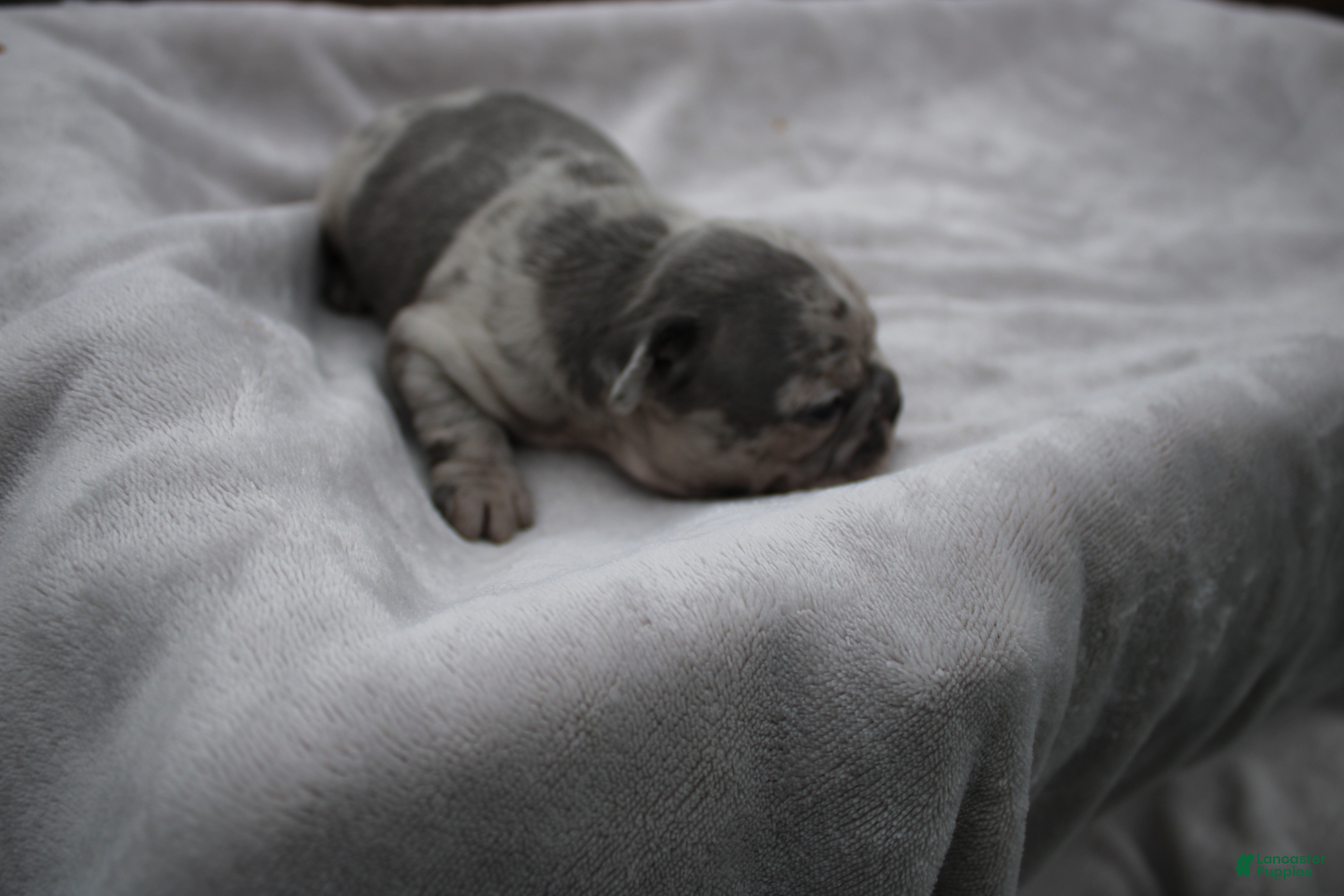 Frenchton dogs Andy - Ad 2