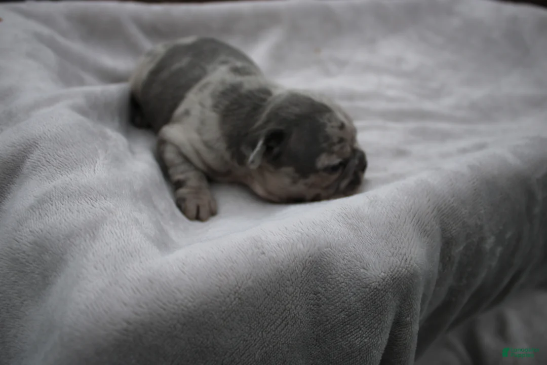 Frenchton dogs for sale: Andy - Ad 2