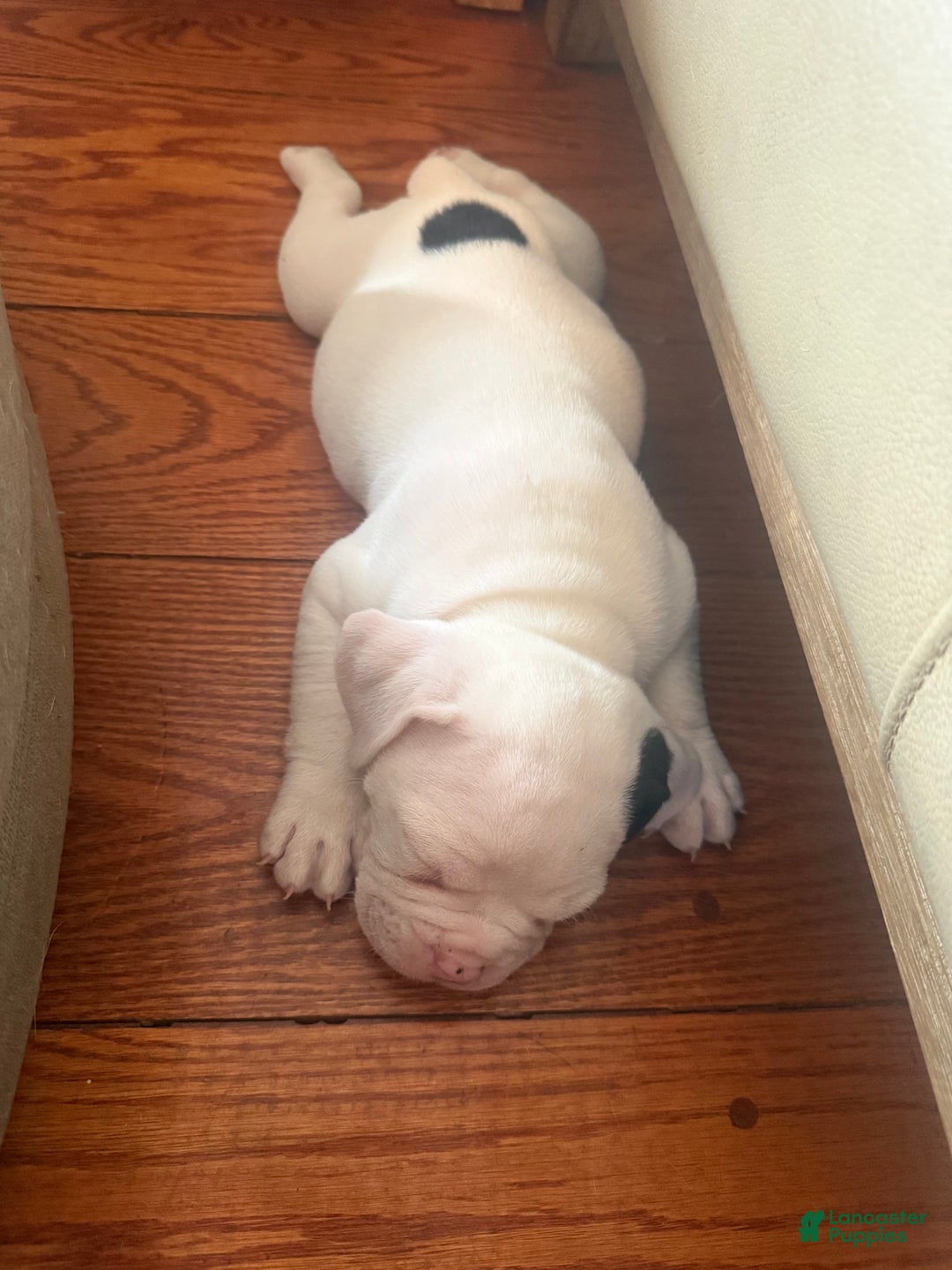 Olde English Bulldogge dogs for sale: Olde English Bulldogge Puppy 2 - Ad 8
