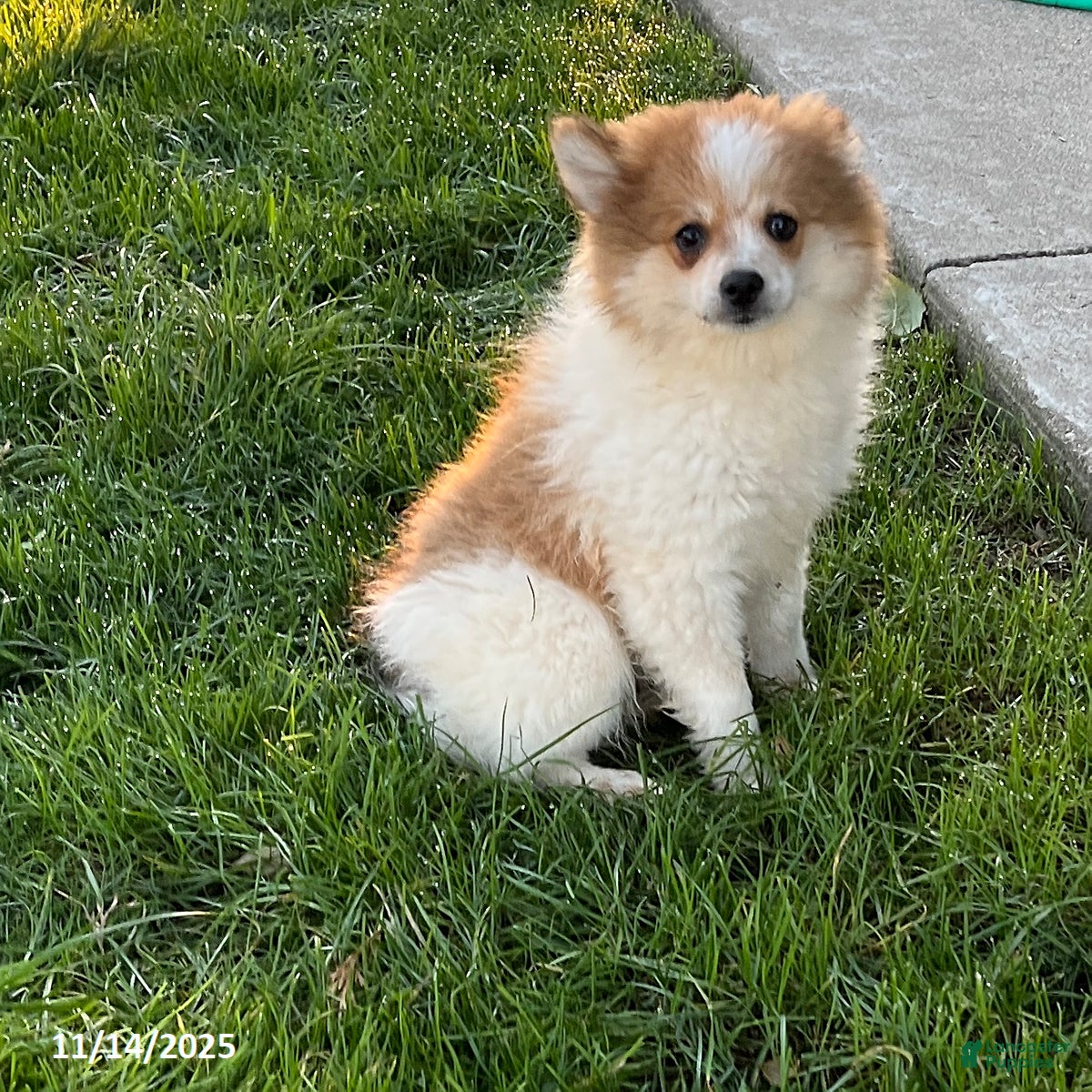 Pomeranian dogs Surprise Package - Ad 18