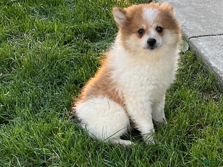 Pomeranian dogs Surprise Package - Ad 36