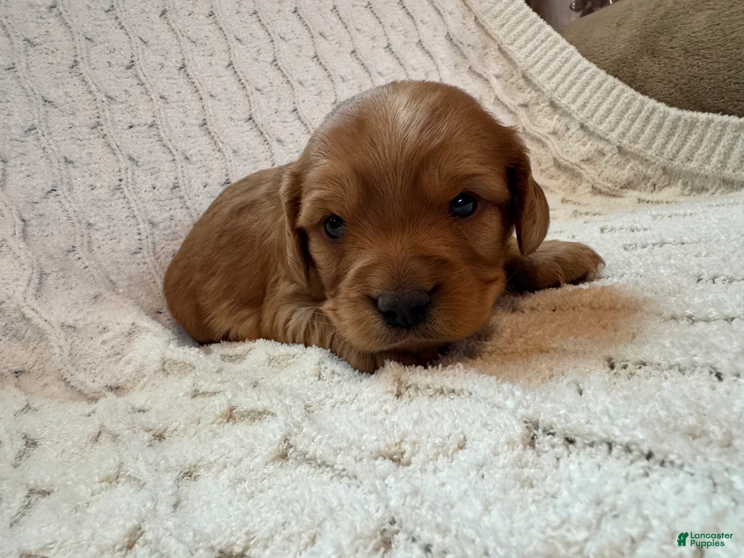 Cavapoo dogs for sale: Bruno - Ad 4