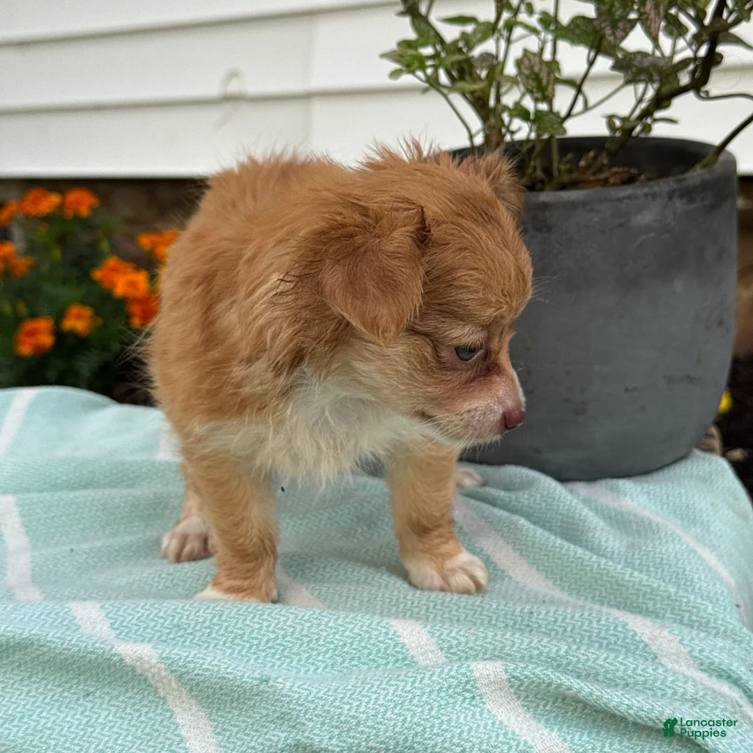 Chihuahua dogs for sale: Tillie - Ad 2