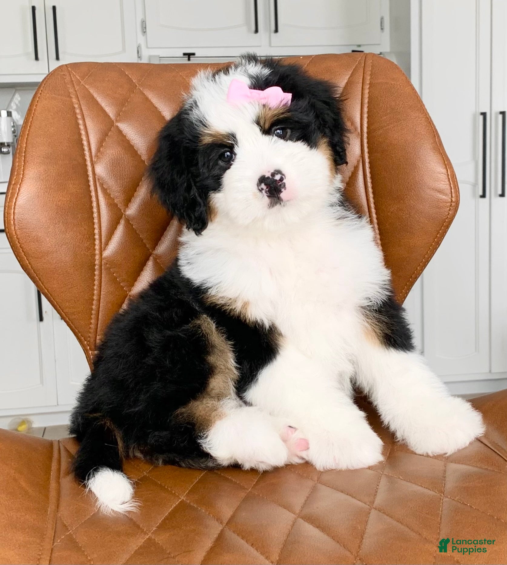 Bernedoodle dogs Bella - Ad 2