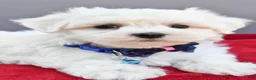 Maltese dogs for sale: Domino - Ad 6