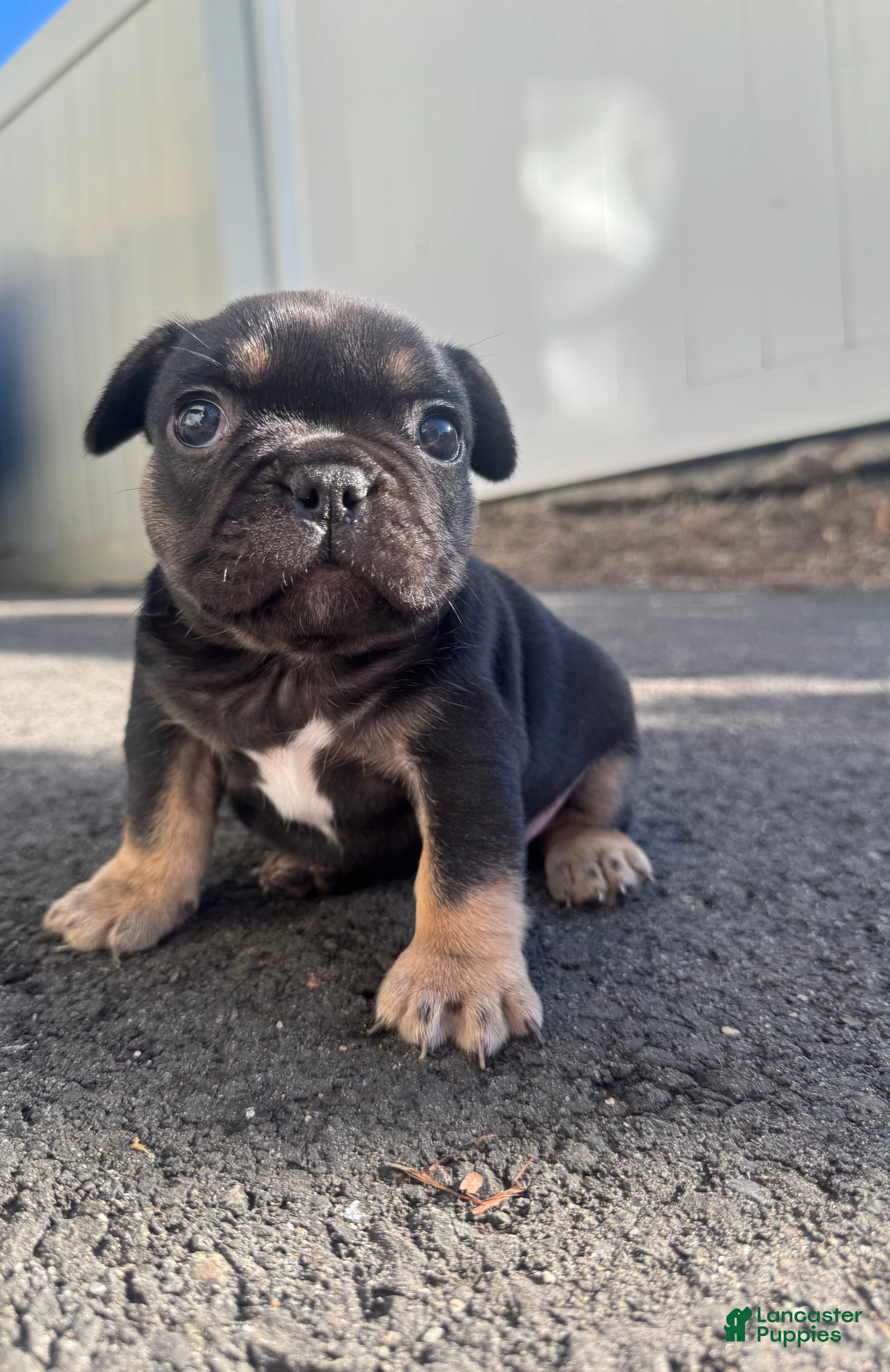 French Bulldog dogs Venus - Ad 1