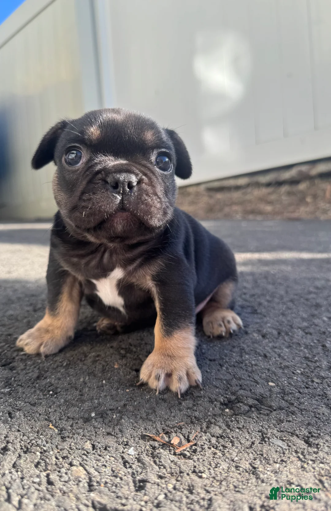 French Bulldog dogs for sale: Venus - Ad 1