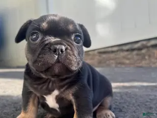 French Bulldog dogs for sale: Venus - Ad 3