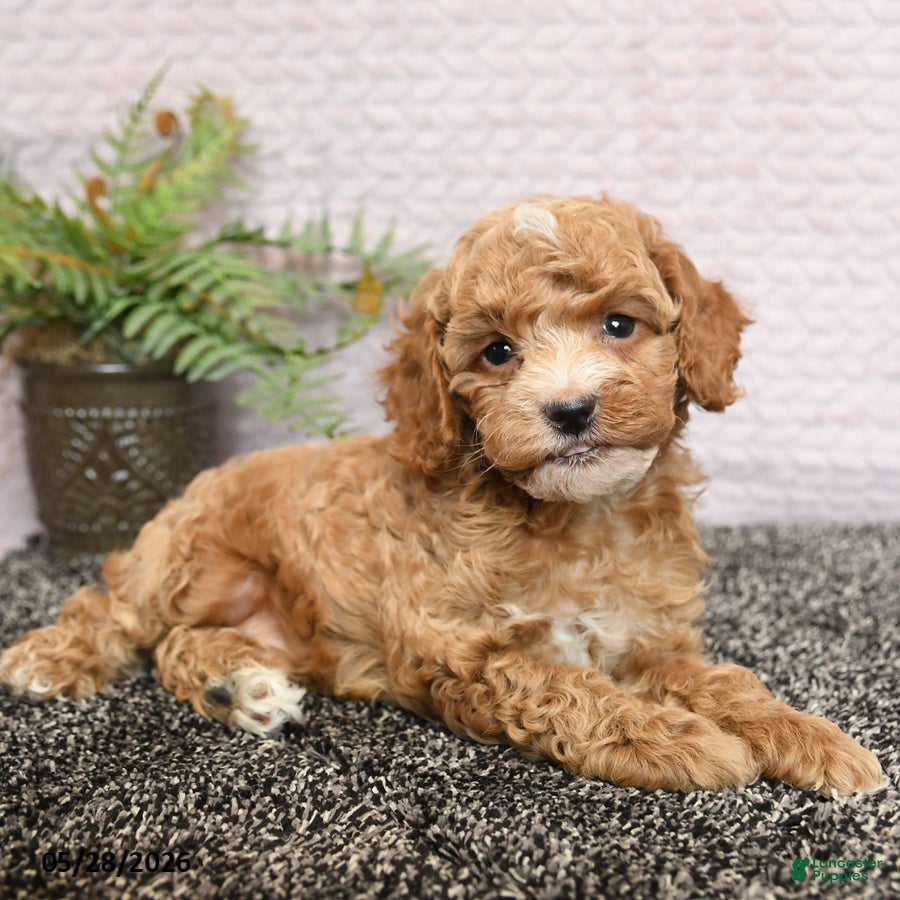 Cockapoo dogs Remi  - Ad 1