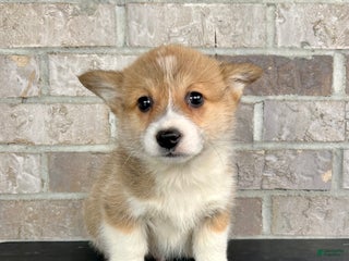 Welsh Corgi Pembroke dogs Pokey - Ad 40