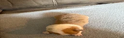 Mixed Breed dogs for sale: Cruz - Ad 8