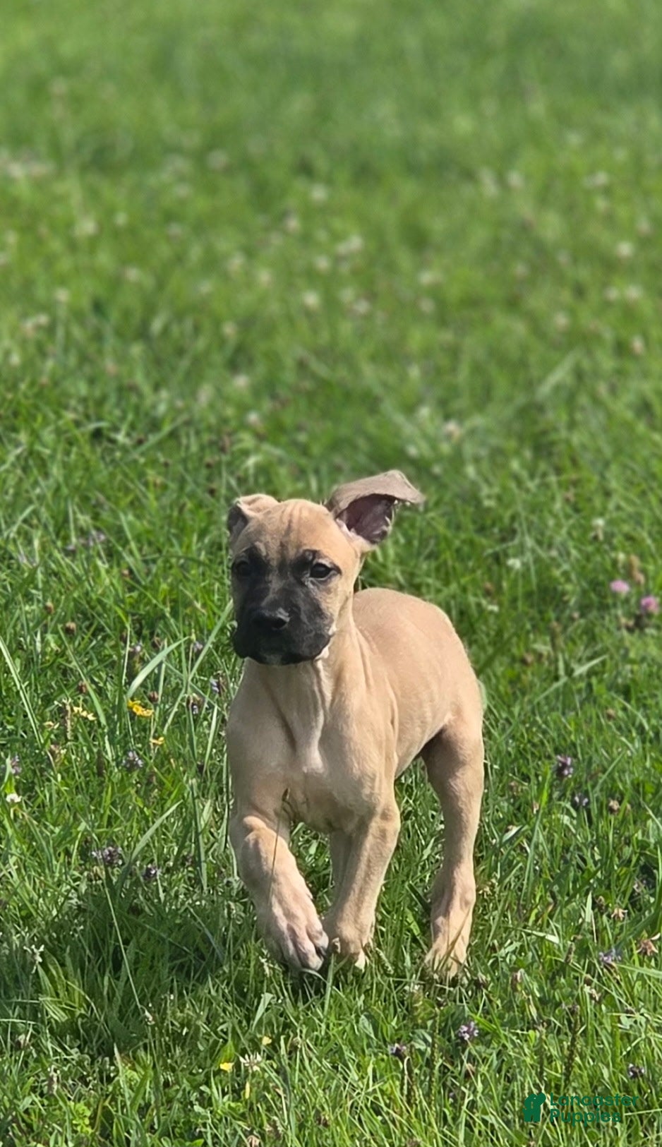 Cane Corso dogs Majestic - Ad 1
