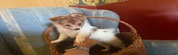 Mixed Breed dogs for sale: Cookie’s Girl “Ginger” - Ad 4