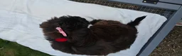 Yorkiepoo dogs for sale: Yorkiepoo 3 Red Collar  - Ad 13
