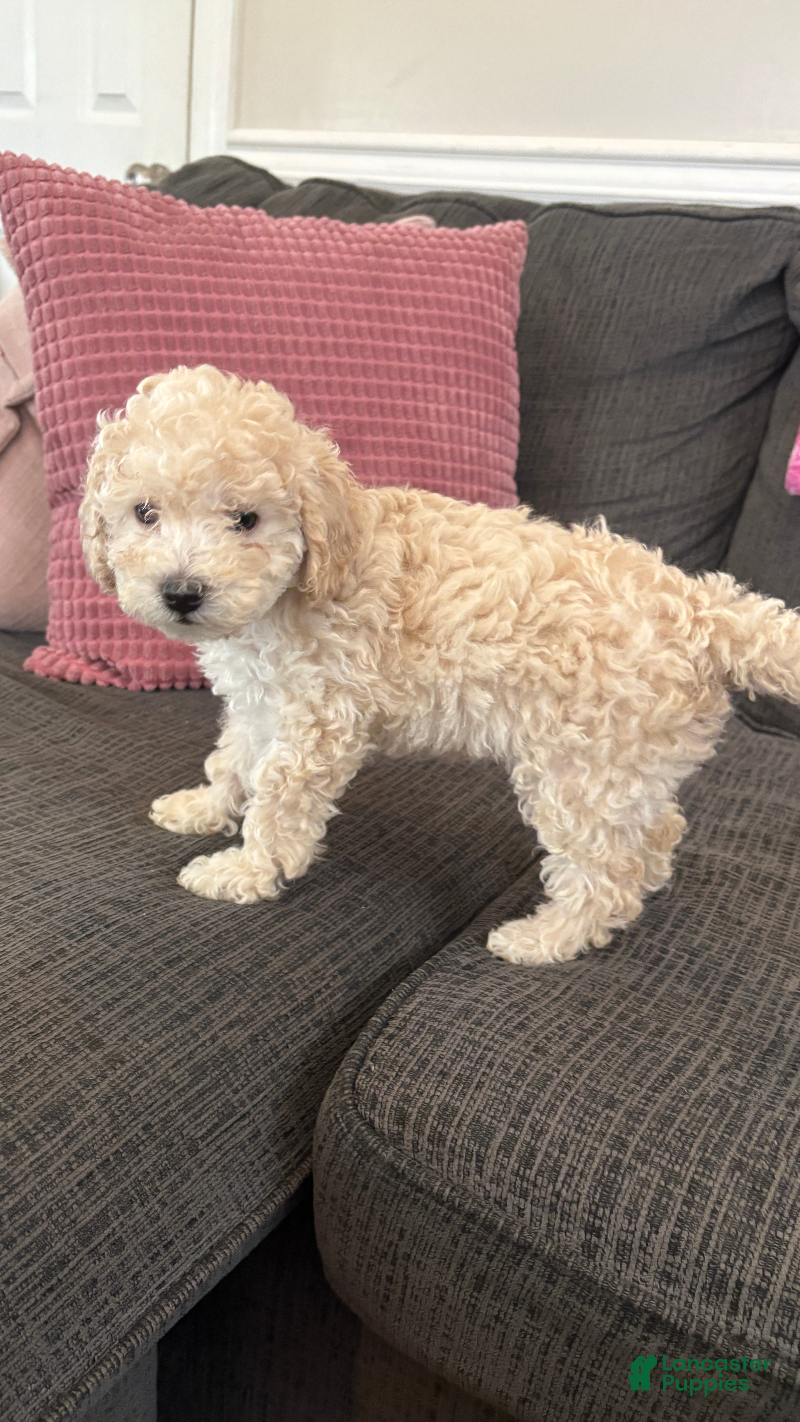 Miniature Poodle dogs Miniature Poodle 8 - Ad 1