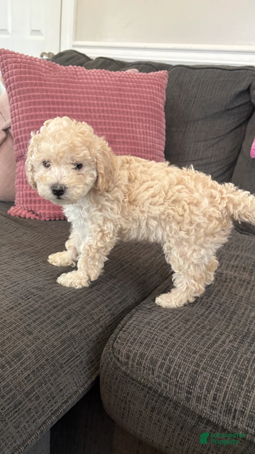 Miniature Poodle dogs for sale: Miniature Poodle 8 - Ad 1