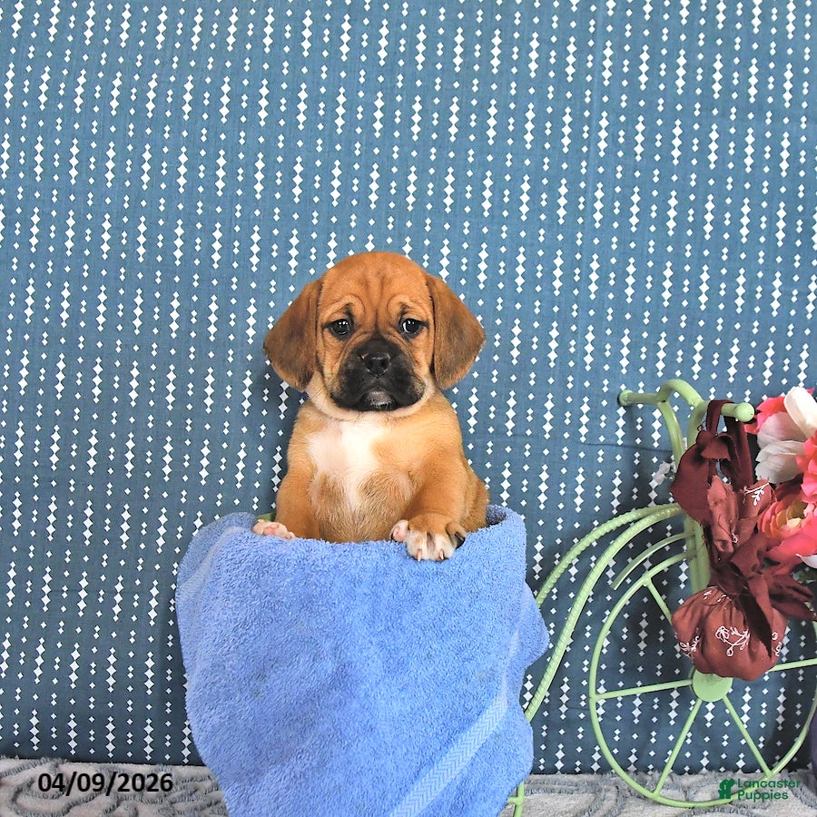 Puggle dogs Quentilla - Ad 1