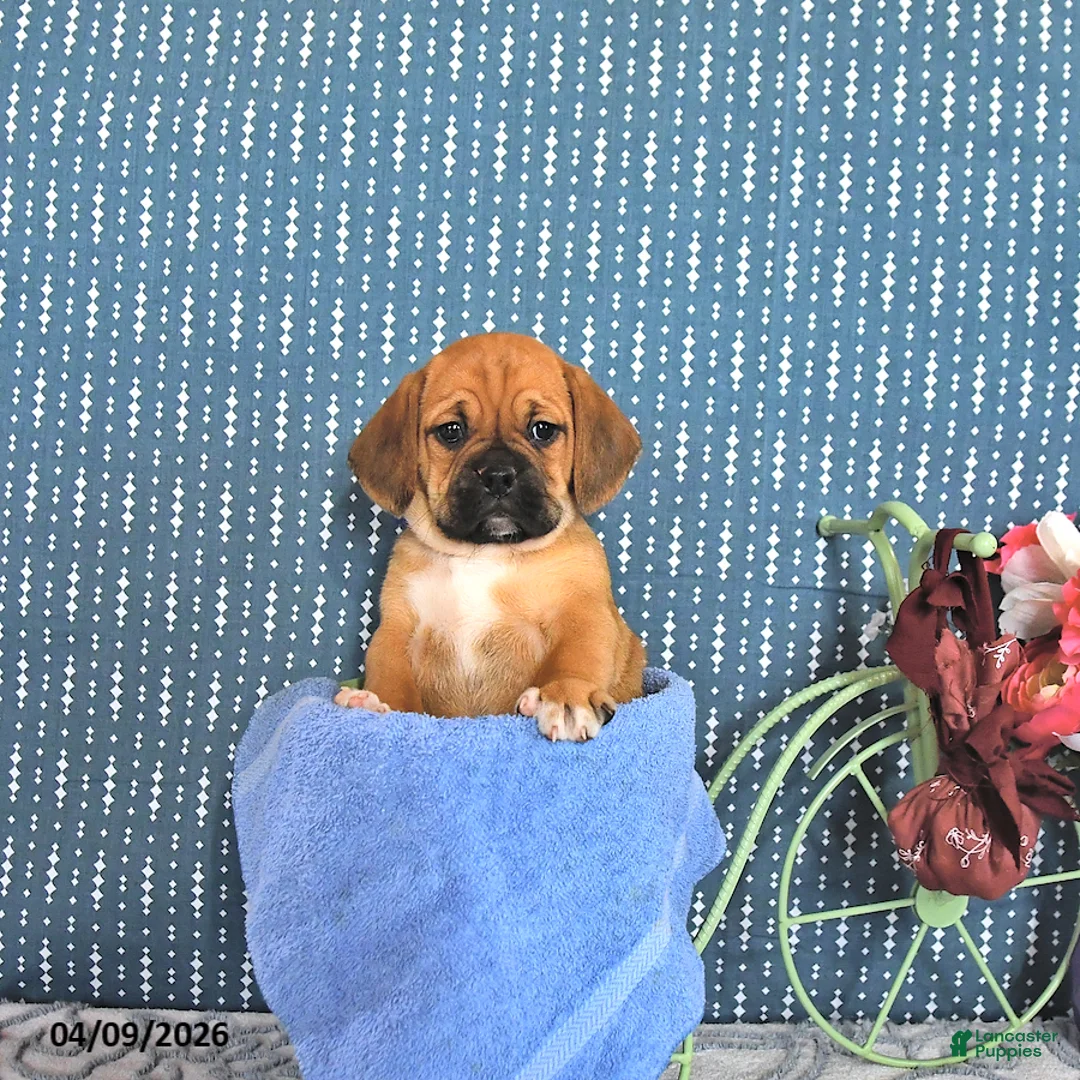 Puggle dogs for sale: Quentilla - Ad 1