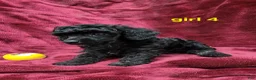 Toy Poodle dogs for sale: AKC black girl 4 - Ad 5
