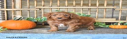 Mini Goldendoodle dogs for sale: Captian - Ad 1