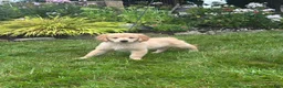 Golden Retriever dogs for sale: Golden Retriever 6 - Ad 3
