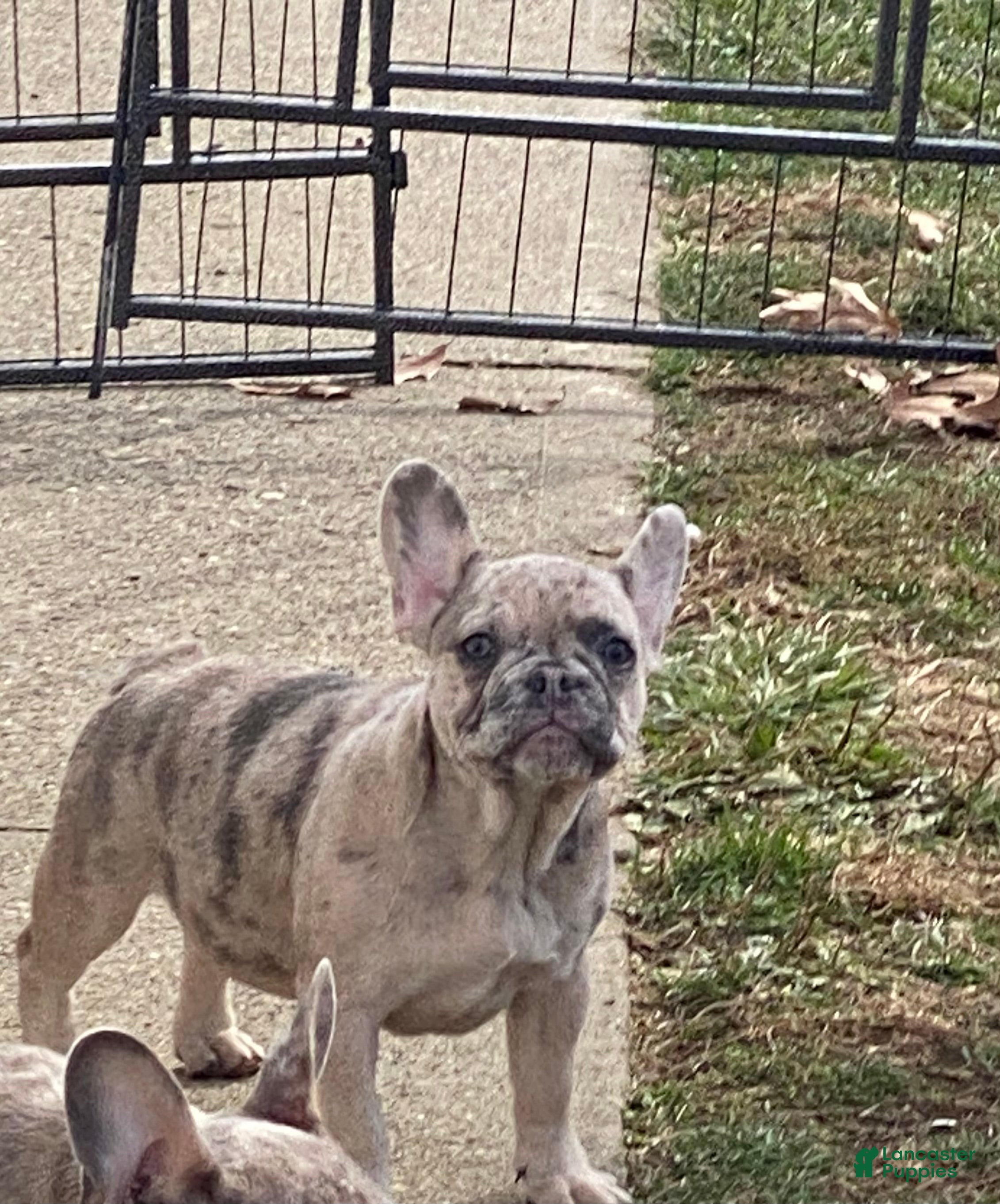 French Bulldog dogs French Bulldog Puppy 2 - Ad 42