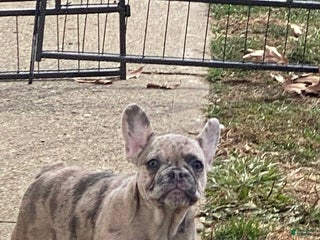 French Bulldog dogs French Bulldog Puppy 2 - Ad 19