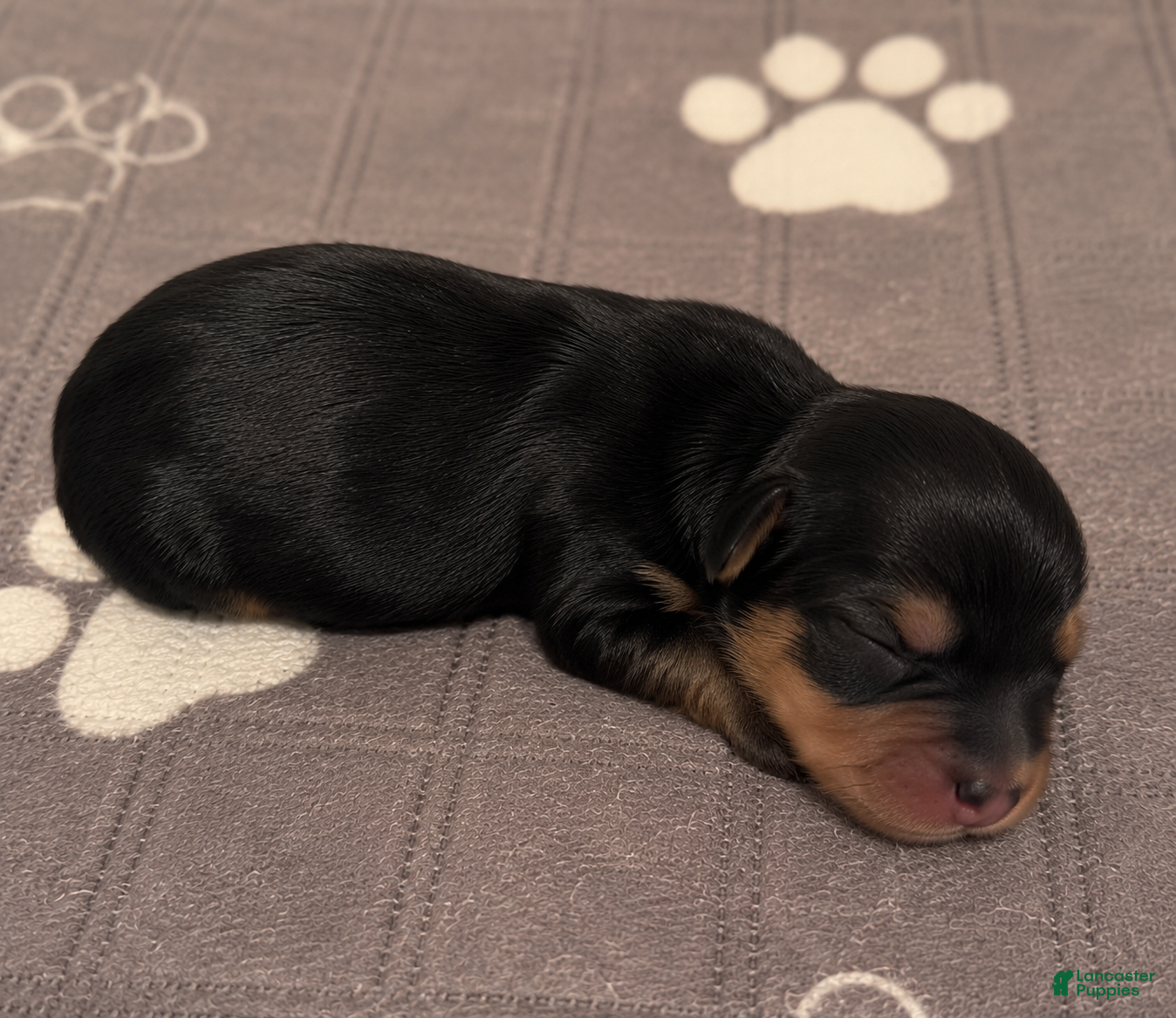 Yorkshire Terrier dogs Black and tan  - Ad 1