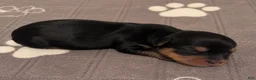 Yorkshire Terrier dogs for sale: Black and tan  - Ad 1
