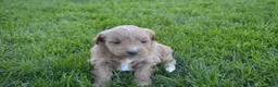 Mini Goldendoodle dogs for sale: Alita - Ad 3