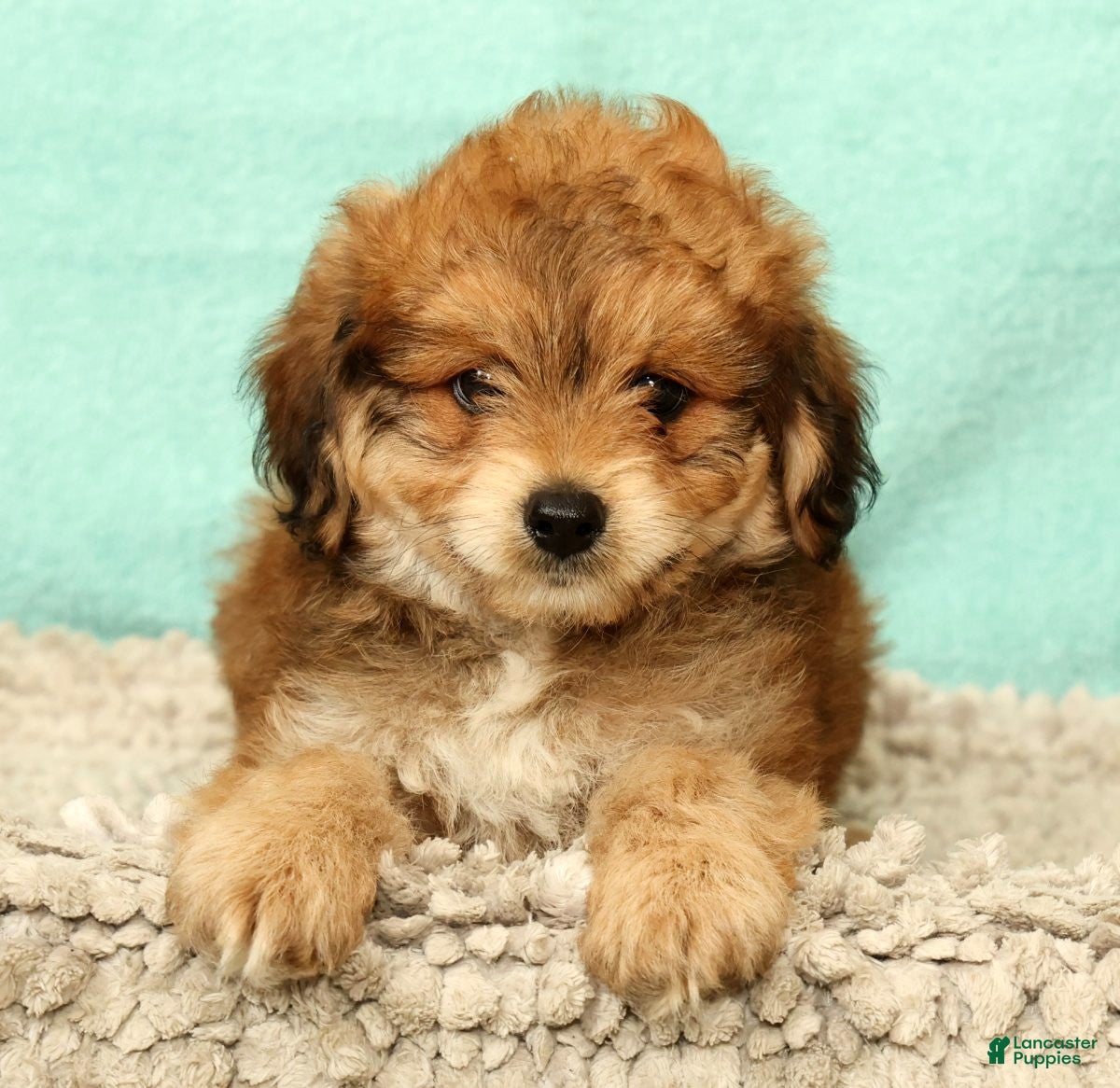 Mini Aussiedoodle dogs Moe - Ad 1