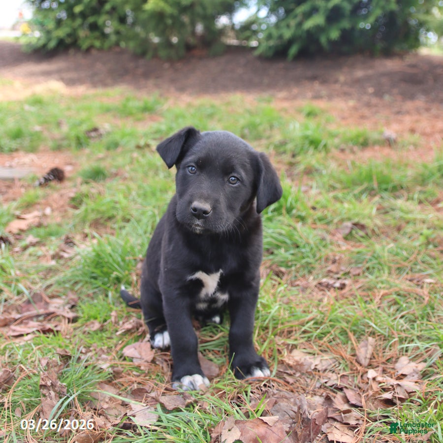 Mixed Breed dogs Missie - Ad 1