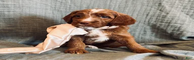 Irish Doodle puppy- Alana