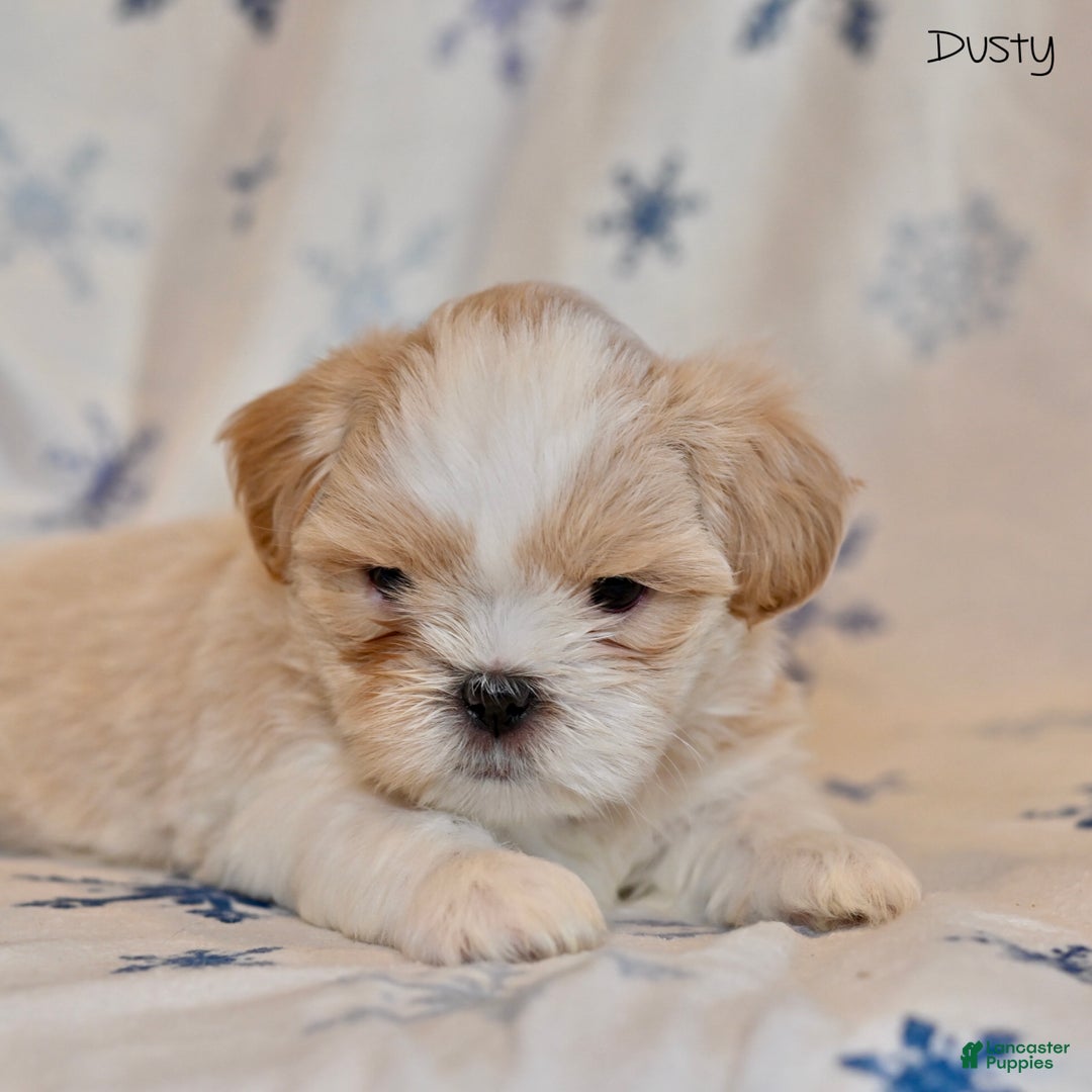 Shih Tzu dogs for sale: Dusty - Ad 4