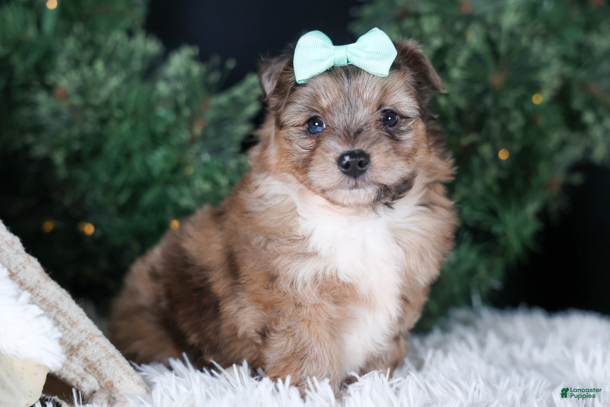 Mini Aussiedoodle dogs for sale: Gunner - Ad 2