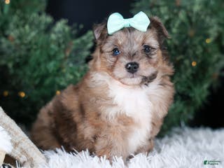 Mini Aussiedoodle dogs Gunner - Ad 20