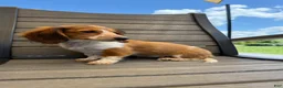 Miniature Dachshund dogs for sale: Dixie new pictures - Ad 4