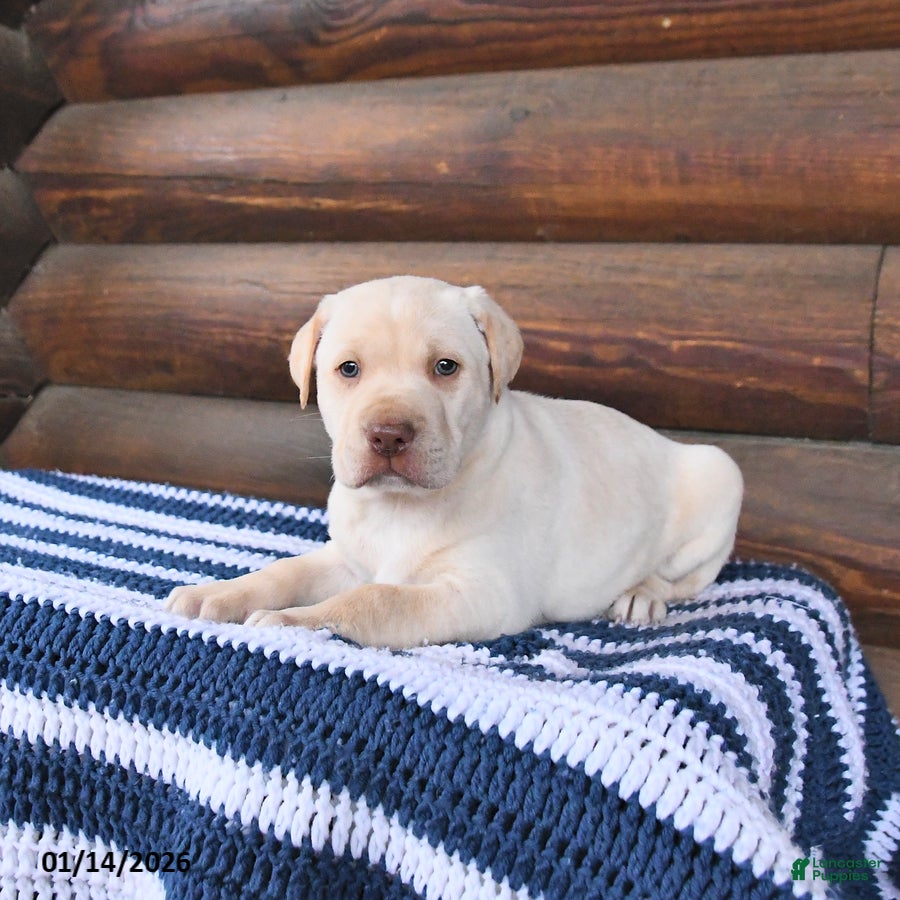 Mixed Breed dogs Henry - Ad 40