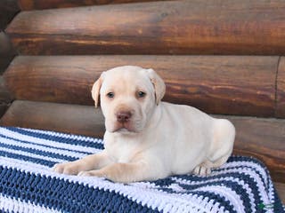 Mixed Breed dogs Henry - Ad 26