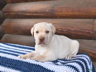 Mixed Breed dogs Henry - Ad 41